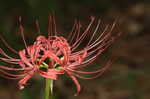 Magic lily <BR>Red spider lily